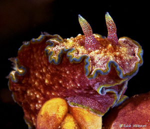 Rainbow Sorbet Dessert! (Glossodoris cincta) D300/105mm by Richard Witmer 